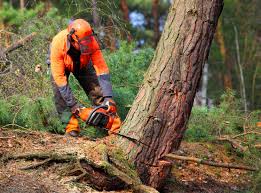 Professional Tree Removal in Cedar Lake, IN